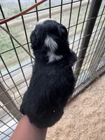 Black tri girl Aussie 2, a female Miniature Australian Shepherd for sale in Raleigh, NC – Photo 4 of 6