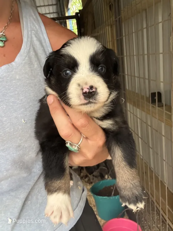 Black tri girl Aussie 2 – Miniature Australian Shepherd puppy for sale in Raleigh, NC