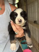 Black tri girl Aussie 2, a female Miniature Australian Shepherd for sale in Raleigh, NC – Photo 1 of 6