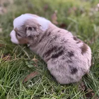 Red Merle girl Aussie, a female Miniature Australian Shepherd for sale in Raleigh, NC – Photo 1 of 3
