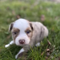 Red Merle girl Aussie, a female Miniature Australian Shepherd for sale in Raleigh, NC – Photo 2 of 3