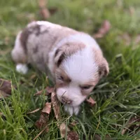 Red Merle girl Aussie, a female Miniature Australian Shepherd for sale in Raleigh, NC – Photo 3 of 3