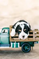 Fat boy, a male Pembroke Welsh Corgi for sale in Raleigh, NC – Photo 3 of 3