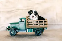 Fat boy, a male Pembroke Welsh Corgi for sale in Raleigh, NC – Photo 1 of 3