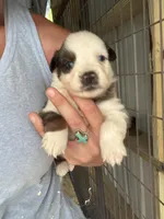 Blue Merle girl Aussie 3, a female Miniature Australian Shepherd for sale in Raleigh, NC – Photo 1 of 6