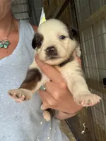 Blue Merle girl Aussie 3, a female Miniature Australian Shepherd for sale in Raleigh, NC – Photo 3 of 6