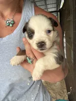 Blue Merle girl Aussie 3, a female Miniature Australian Shepherd for sale in Raleigh, NC – Photo 2 of 6