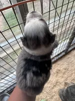 Blue Merle girl Aussie 3, a female Miniature Australian Shepherd for sale in Raleigh, NC – Photo 4 of 6