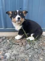 Black tri boy corgi 4, a male Pembroke Welsh Corgi for sale in Raleigh, NC – Photo 2 of 2