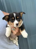 Black tri boy corgi 4, a male Pembroke Welsh Corgi for sale in Raleigh, NC – Photo 1 of 2