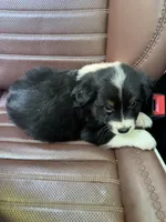 Black tri boy aussie , a male Miniature Australian Shepherd for sale in Raleigh, NC – 3 of 3