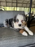Blue Merle girl Aussie 1, a female Miniature Australian Shepherd for sale in Raleigh, NC – 2 of 4