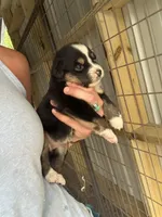 Black tri girl Aussie 3, a female Miniature Australian Shepherd for sale in Raleigh, NC – Photo 2 of 6