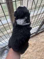 Black tri girl Aussie 3, a female Miniature Australian Shepherd for sale in Raleigh, NC – Photo 4 of 6