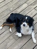 Black tri girl Aussie 3, a female Miniature Australian Shepherd for sale in Raleigh, NC – Photo 6 of 6