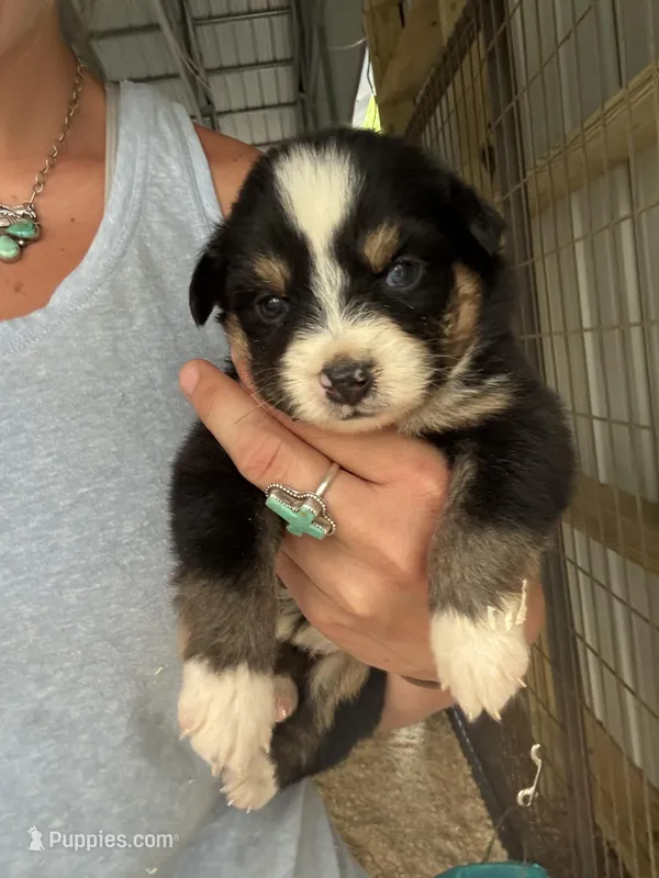 Black tri girl Aussie 3 – Miniature Australian Shepherd puppy for sale in Raleigh, NC