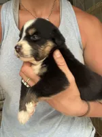 Black tri girl Aussie 3, a female Miniature Australian Shepherd for sale in Raleigh, NC – Photo 3 of 6
