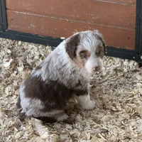 Red Merle boy Aussie , a male Australian Shepherd for sale in Raleigh, NC – Photo 2 of 2