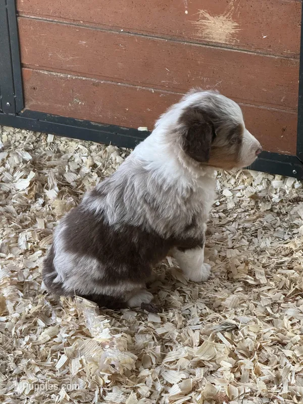 Red Merle boy Aussie 