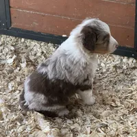 Red Merle boy Aussie , a male Australian Shepherd for sale in Raleigh, NC – Photo 1 of 2