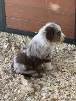 Red Merle boy Aussie , a male Australian Shepherd for sale in Raleigh, NC – Photo 1 of 2
