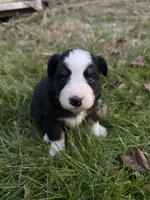 Black tri boy 3, a male Miniature Australian Shepherd for sale in Raleigh, NC – Photo 2 of 3