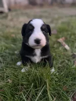 Black tri boy 3, a male Miniature Australian Shepherd for sale in Raleigh, NC – Photo 1 of 3