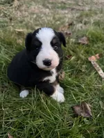Black tri boy 3, a male Miniature Australian Shepherd for sale in Raleigh, NC – Photo 3 of 3