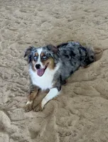 Lexi, a female Miniature Australian Shepherd for sale in Raleigh, NC – 2 of 5