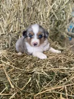 Blue merle female on hold, a female Miniature Australian Shepherd for sale in Raleigh, NC – Photo 3 of 4