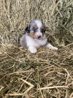 Blue merle female on hold, a female Miniature Australian Shepherd for sale in Raleigh, NC – Photo 2 of 4