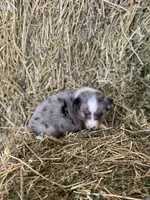 Blue merle female on hold, a female Miniature Australian Shepherd for sale in Raleigh, NC – Photo 1 of 4