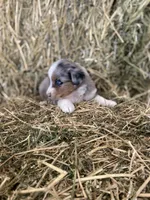 Blue merle female on hold, a female Miniature Australian Shepherd for sale in Raleigh, NC – Photo 4 of 4