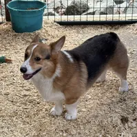 Blue Merle male, a male Pembroke Welsh Corgi for sale in Raleigh, NC – Photo 6 of 6