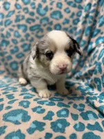 Blue Merle male, a male Pembroke Welsh Corgi for sale in Raleigh, NC – Photo 3 of 6