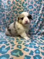 Blue Merle male, a male Pembroke Welsh Corgi for sale in Raleigh, NC – Photo 1 of 6