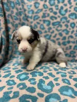 Blue Merle male, a male Pembroke Welsh Corgi for sale in Raleigh, NC – Photo 2 of 6