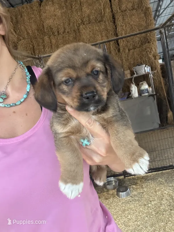 Red boy  – Pembroke Welsh Corgi, Cocker Spaniel puppy for sale in Raleigh, NC