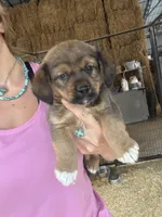 Red boy , a female Pembroke Welsh Corgi and Cocker Spaniel for sale in Raleigh, NC – 1 of 1