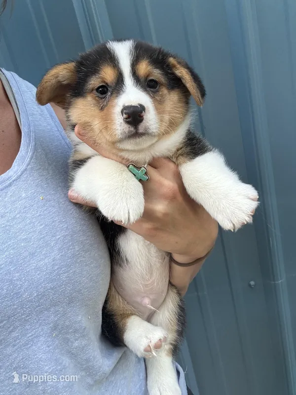 Black tri boy corgi 1 – Pembroke Welsh Corgi puppy for sale in Raleigh, NC