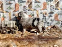 Blue merle male, a male Miniature Australian Shepherd for sale in Raleigh, NC – Photo 2 of 8