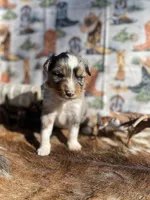 Blue merle male, a male Miniature Australian Shepherd for sale in Raleigh, NC – Photo 3 of 8