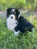 Blue merle male, a male Miniature Australian Shepherd for sale in Raleigh, NC – Photo 7 of 8