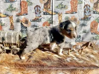 Blue merle male, a male Miniature Australian Shepherd for sale in Raleigh, NC – Photo 4 of 8