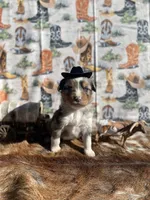 Blue merle male, a male Miniature Australian Shepherd for sale in Raleigh, NC – Photo 1 of 8