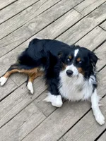 Blue merle male, a male Miniature Australian Shepherd for sale in Raleigh, NC – Photo 6 of 8