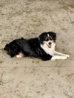 Blue merle male, a male Miniature Australian Shepherd for sale in Raleigh, NC – Photo 8 of 8