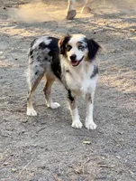 Blue merle male, a male Miniature Australian Shepherd for sale in Raleigh, NC – Photo 5 of 8