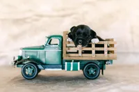 Black baby boy, a male Pembroke Welsh Corgi for sale in Raleigh, NC – Photo 3 of 3