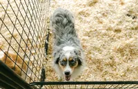 Lexi, a female Miniature Australian Shepherd for sale in Raleigh, NC – 3 of 5